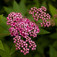Japán gyöngyvessző (<i>Spiraea japonica</i>)