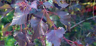 Vörös nyír (<i>Betula pendula</i> 'Bîbor')