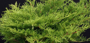 Óarany kúszóboróka (<i></i>)