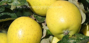 'Ananász renet' alma, 'Citromalma' (<i>Malus domestica</i> ''Ananas Reinette'')