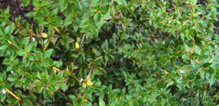 Japán borbolya (<i>Berberis thunbergii</i>)