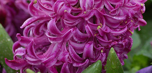 Jácint (<i>Hyacinthus sp.</i>)