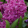 Jácint (<i>Hyacinthus sp.</i>)
