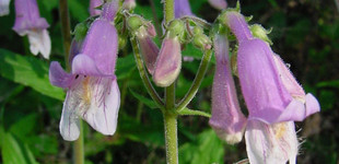 Szőrős bugatölcsér (<i>Penstemon hirsutus</i>)