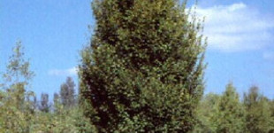 Oszlopos gyertyán (<i>Carpinus betulus</i> 'Fastigiata')