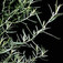 Tárkony (<i>Artemisium dracunculus</i>)