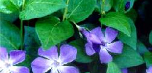 Kis meténg (<i>Vinca minor</i>)