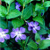Kis meténg (<i>Vinca minor</i>)