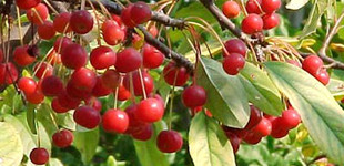 Karéjoslevelű díszalma (<i>Malus sargentii</i>)