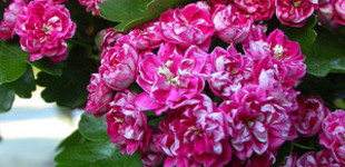 Pirosvirágú galagonya (<i>Crataegus laevigata</i> 'Paul's Scarlet')