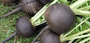 Fekete retek (<i>Raphanus sativus nigra</i>)