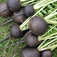 Fekete retek (<i>Raphanus sativus nigra</i>)