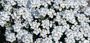 Kaukázusi ikravirág (<i>Arabis caucasica</i>)