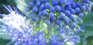 Kékszakáll (<i>Caryopteris x clandonensis</i>)