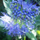 Kékszakáll (<i>Caryopteris x clandonensis</i>)