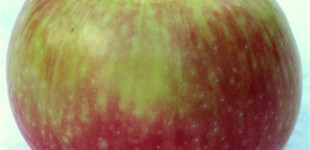 'Melba' alma (<i>Malus domestica</i> ''Melba'')