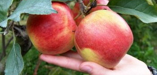 'Jonadel' alma (<i>Malus domestica</i> ''Jonadel'')