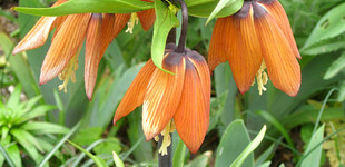 Császárkorona (<i>Fritillaria sp.</i>)