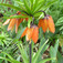 Császárkorona (<i>Fritillaria sp.</i>)