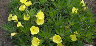 Ligetszépe (<i>Oenothera missouriensis</i>)