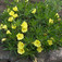Ligetszépe (<i>Oenothera missouriensis</i>)