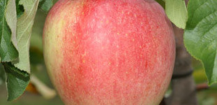 'Reanda' alma (<i>Malus domestica</i> ''Reanda'')