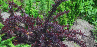 Japán borbolya (<i>Berberis thunbergii</i> 'Carmen')
