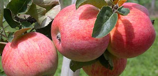 'Piros' alma (<i>Malus domestica</i> ''Piros'')