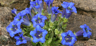 Encián (<i>Gentiana acaulis</i>)