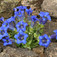 Encián (<i>Gentiana acaulis</i>)