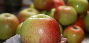 'Peasgoodi páratlan' alma (<i>Malus domestica</i> ''Peasgood's Nonsuch'')