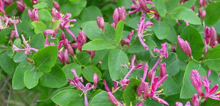 Tatárlonc (<i>Lonicera tatarica</i>)