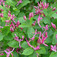 Tatárlonc (<i>Lonicera tatarica</i>)