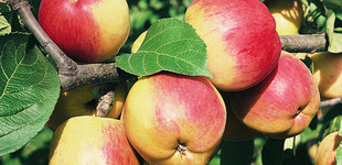 'Reglindis' alma (<i>Malus domestica</i> ''Reglindis'')