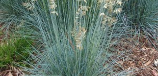 Deres csenkesz (<i>Festuca glauca</i> 'Festina')