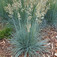 Deres csenkesz (<i>Festuca glauca</i> 'Festina')