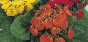 Papucsvirág (<i>Calceolaria sp.</i>)