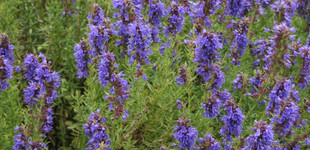 Kerti izsóp (<i>Hyssopus officinalis</i>)