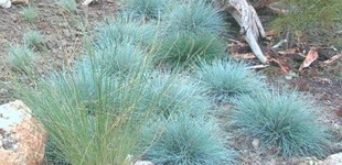 Gleccser-csenkesz (<i>Festuca glacialis</i>)