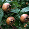 Naspolya (<i>Mespilus  germanica</i>)