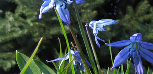 Kék csillagvirág (<i>Scilla sp.</i>)