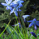 Kék csillagvirág (<i>Scilla sp.</i>)