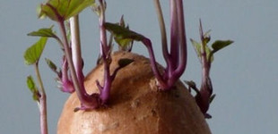 Édesburgonya (<i>Ipomoea batatas</i>)