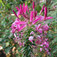 Kleopátra tűje (<i>Cleome spinosa</i>)