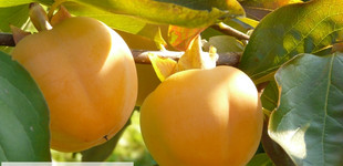 datolyaszilva (<i>Diospyros kaki</i>)