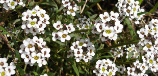 Illatos ternye (<i>Lobularia maritima</i>)