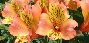 Inkaliliom (<i>Alstroemeria sp.</i>)