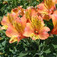 Inkaliliom (<i>Alstroemeria sp.</i>)