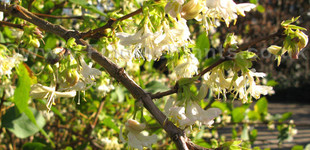 Korai lonc (<i>Lonicera x purpusii</i>)