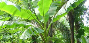 Banánfa (<i>Musa sp.</i>)